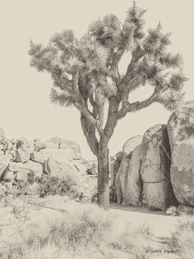 Joshua Tree IV Neutral