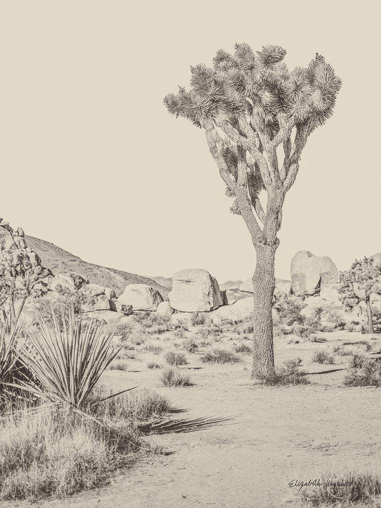 Joshua Tree III Neutral
