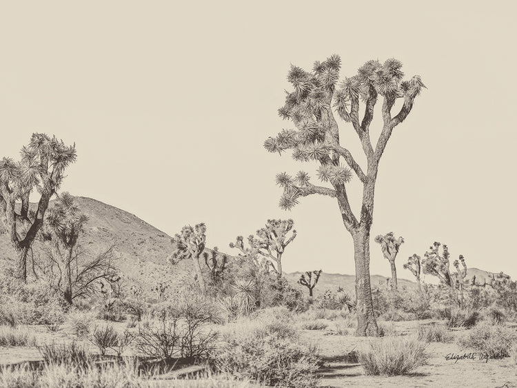 Joshua Tree II Neutral