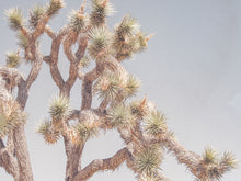 Desert Floral I
