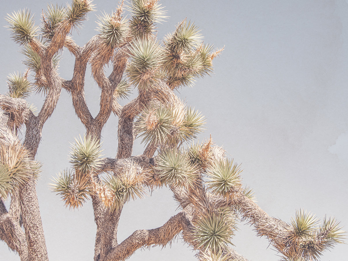 Desert Floral I