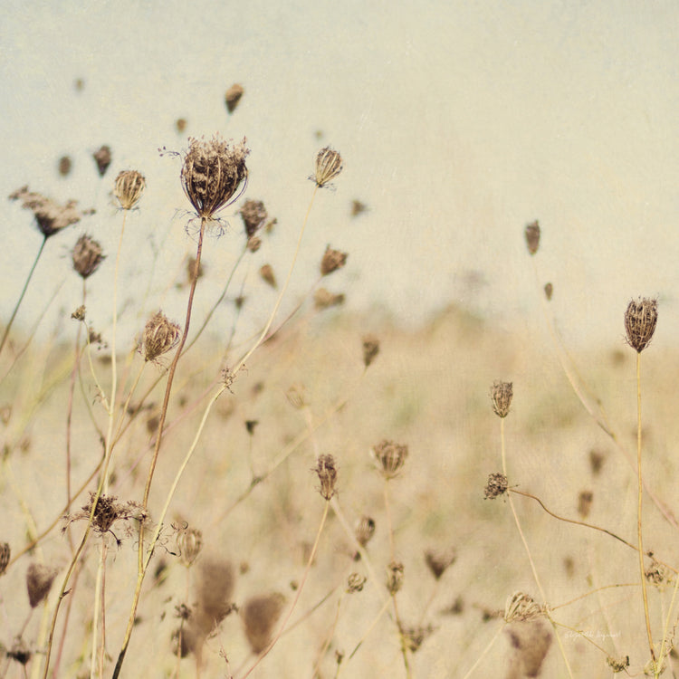 Falling Queen Annes Lace II Crop Sepia
