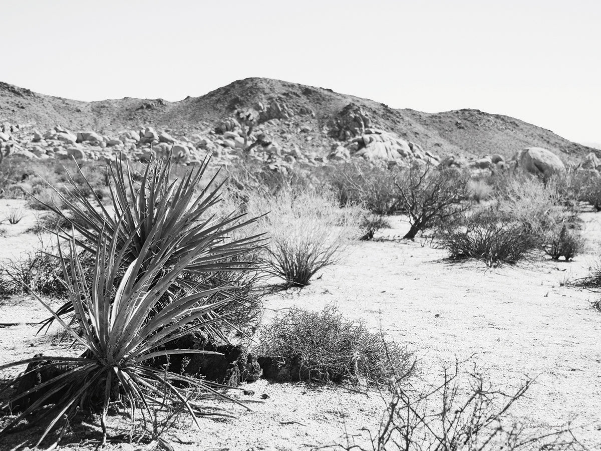 Road Trip II Crop