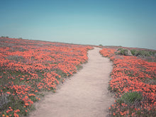 California Blooms IV