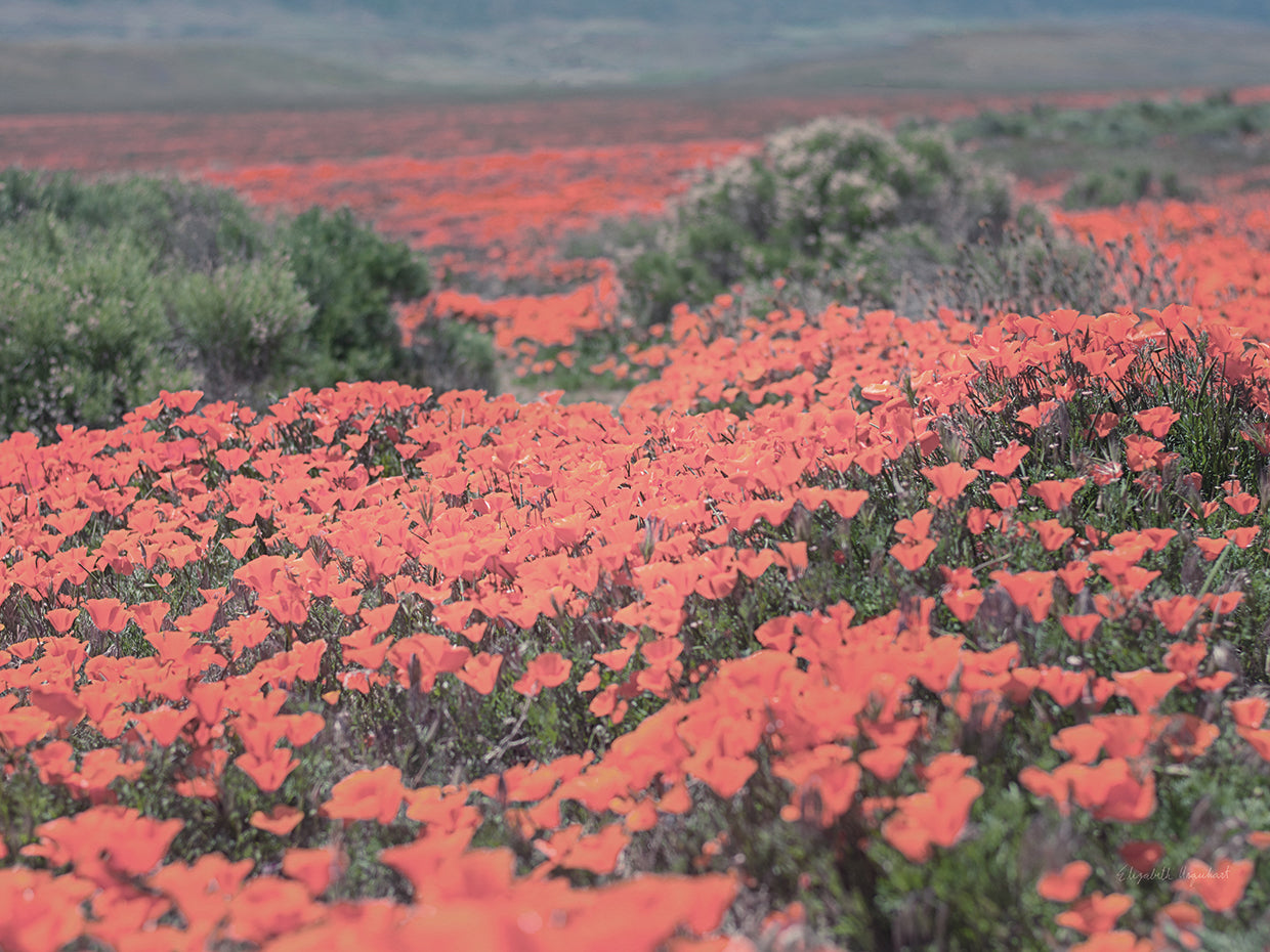 California Blooms II