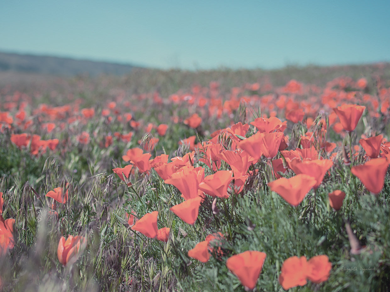 California Blooms I