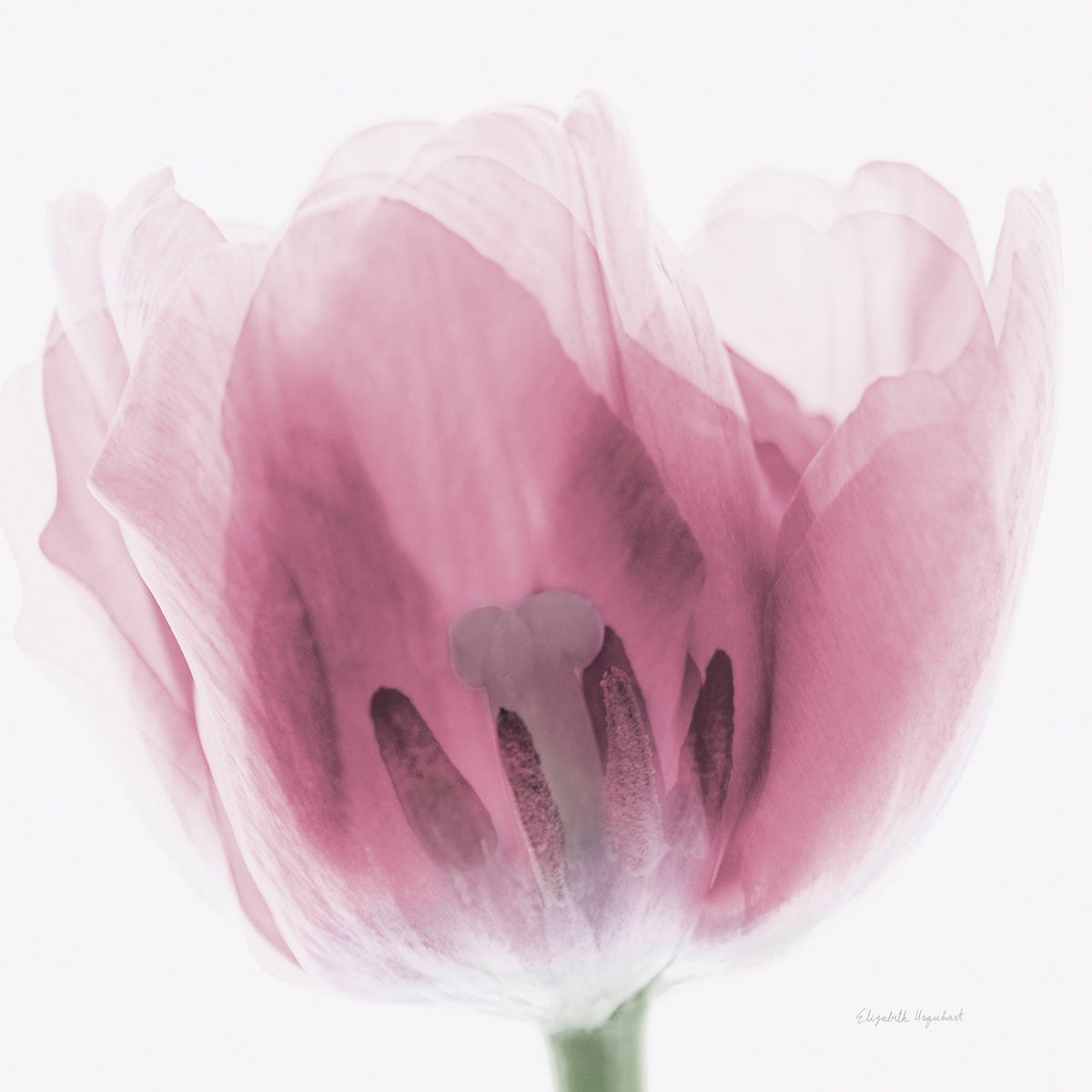 Inside Out I Pink Crop