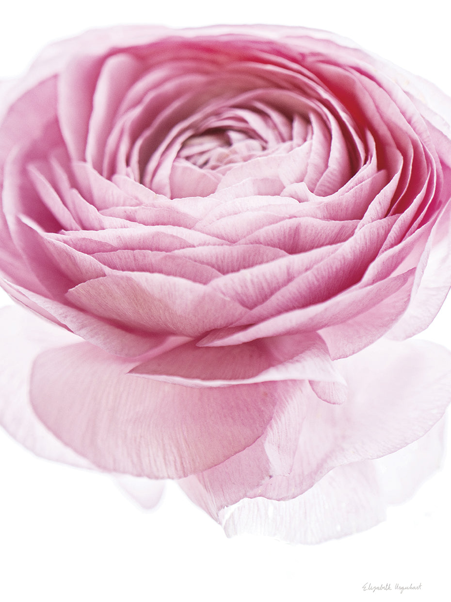 Pink Lady I Crop