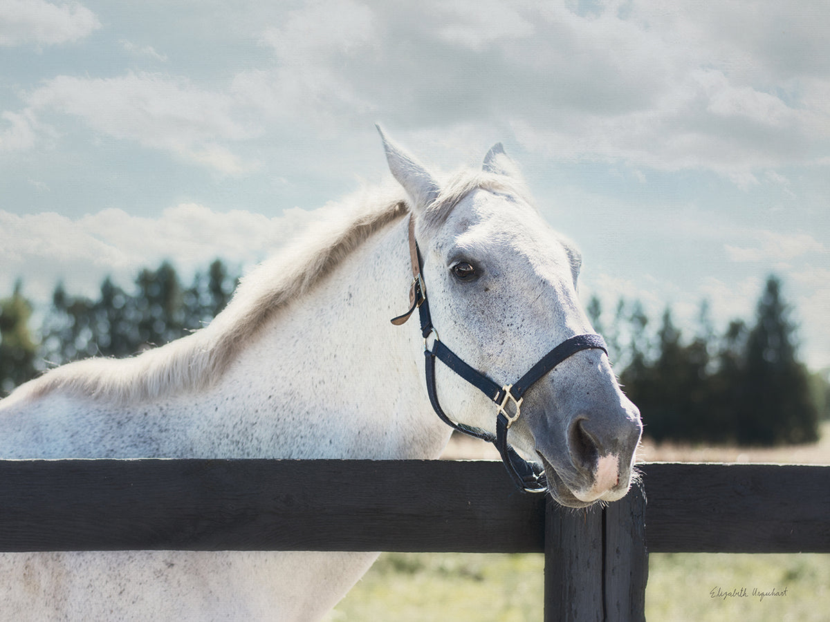Polo Pony I