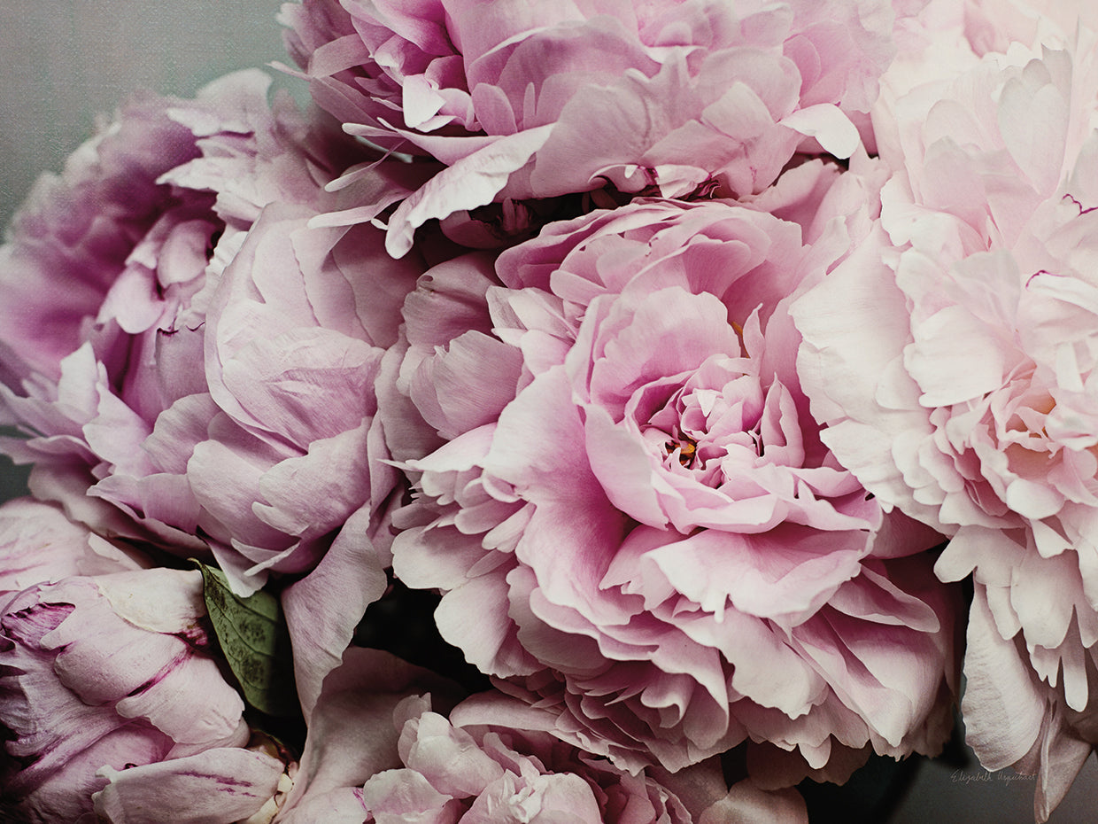 Peonies Galore II