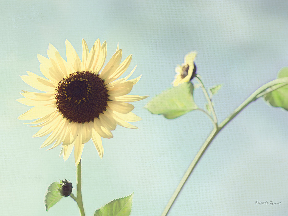 Flower on Blue II
