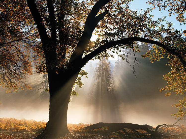 Sunrays Through the Fog