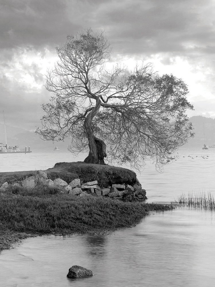 Coastal Oak Series No. 1