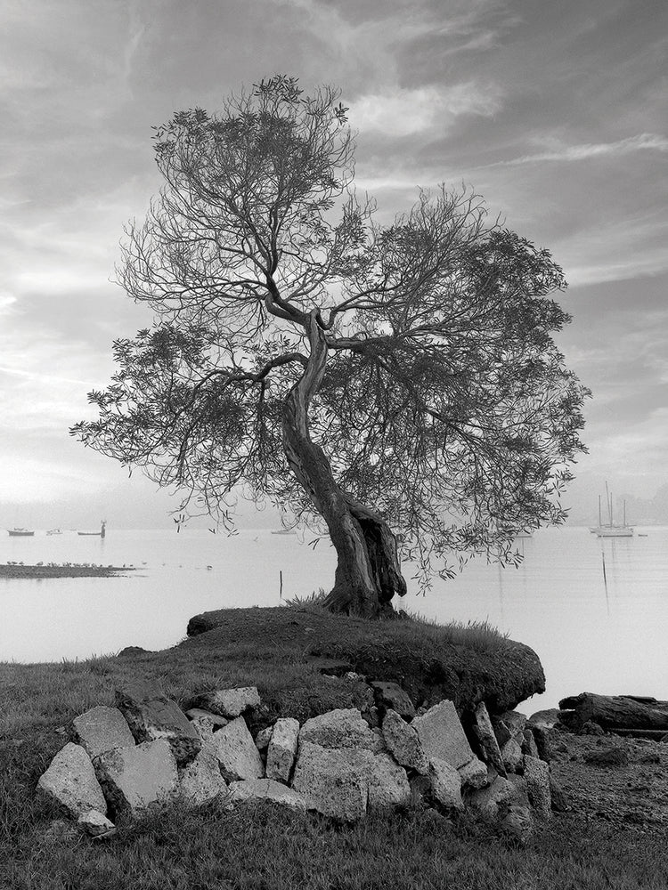 Coastal Oak Series No. 2