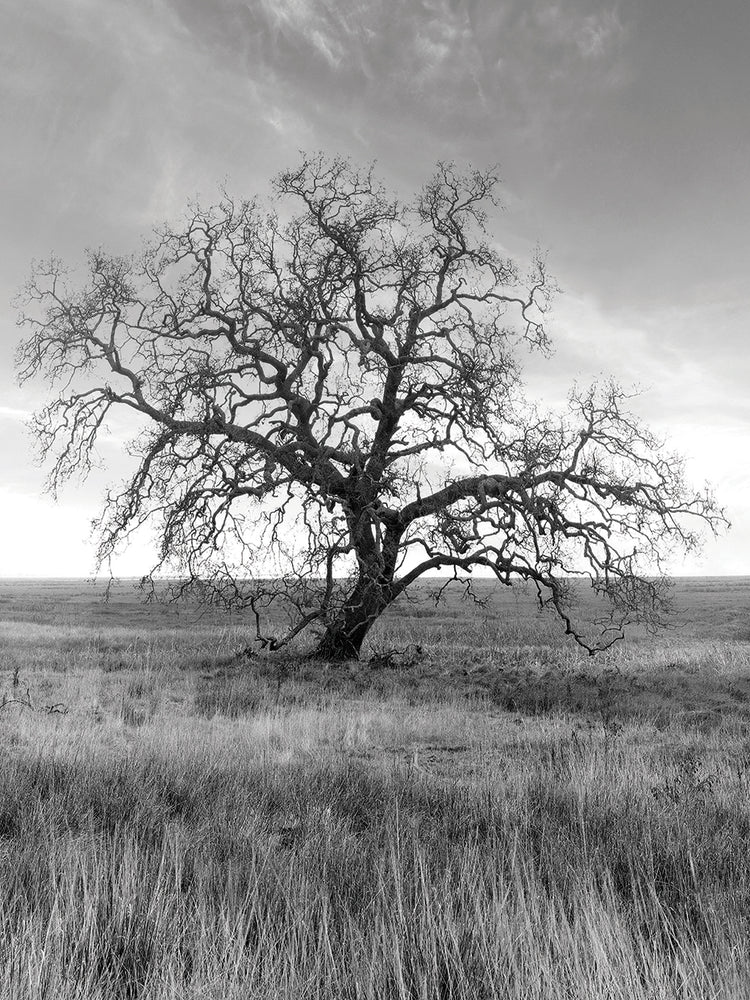 Coastal Oak Series No. 12