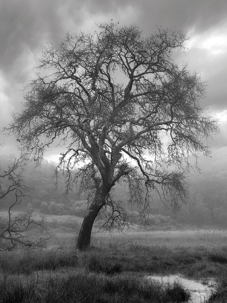 Coastal Oak Series No. 13