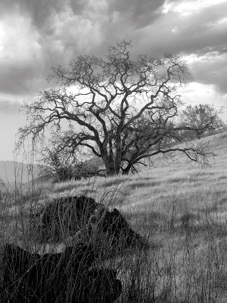 Coastal Oak Series No. 16