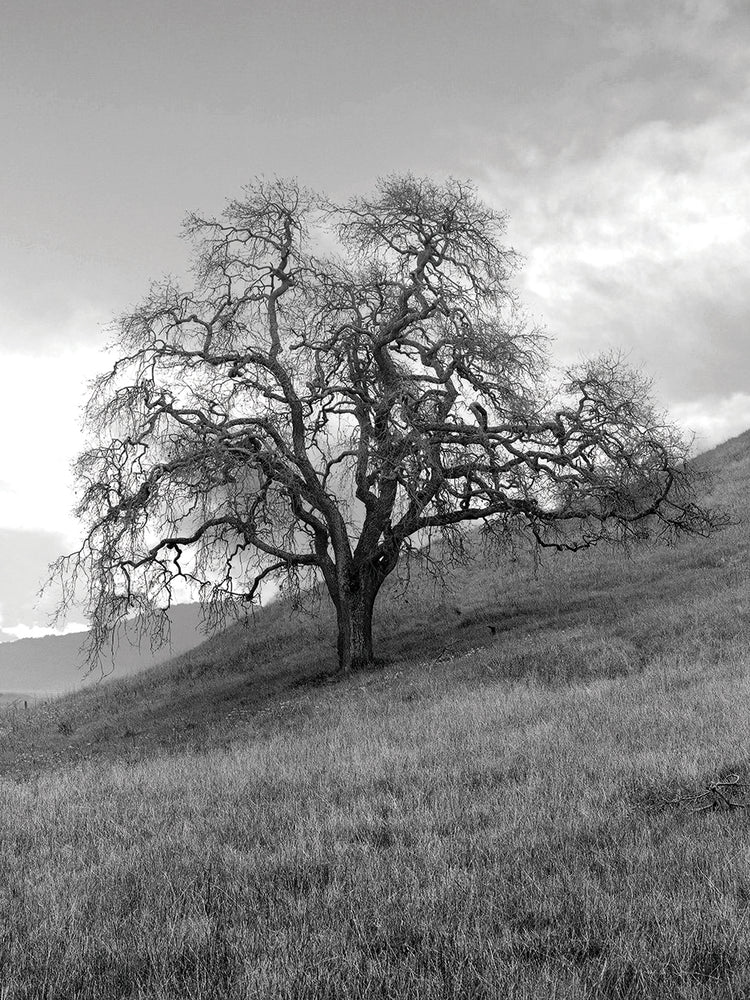 Coastal Oak Series No. 17