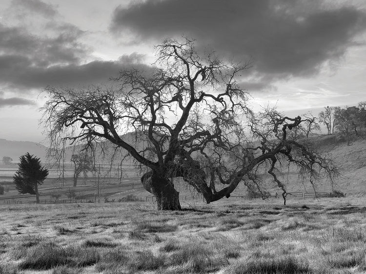 Coastal Oak Series No. 46