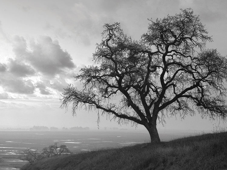 Coastal Oak Series No. 48