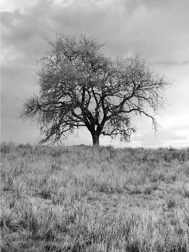 Coastal Oak Series No. 26