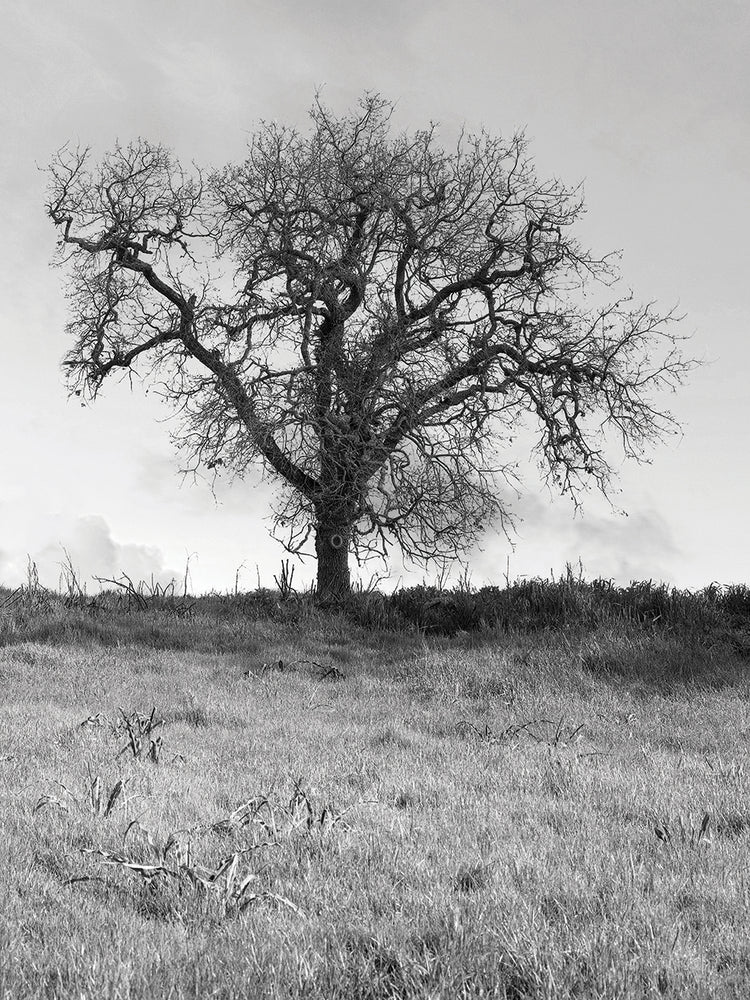 Coastal Oak Series No. 30