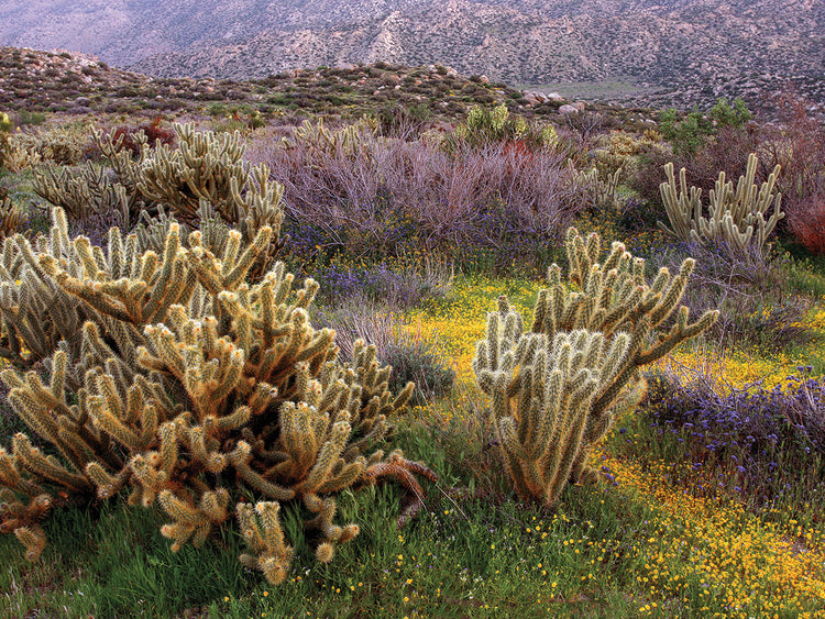Desert Cactus and Wildflowers