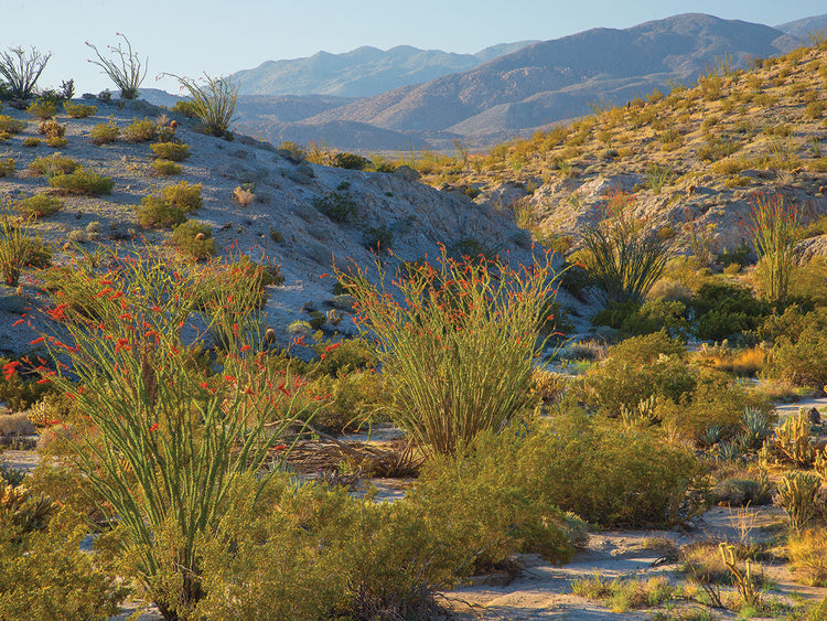 Desert Ocotillo Landscape