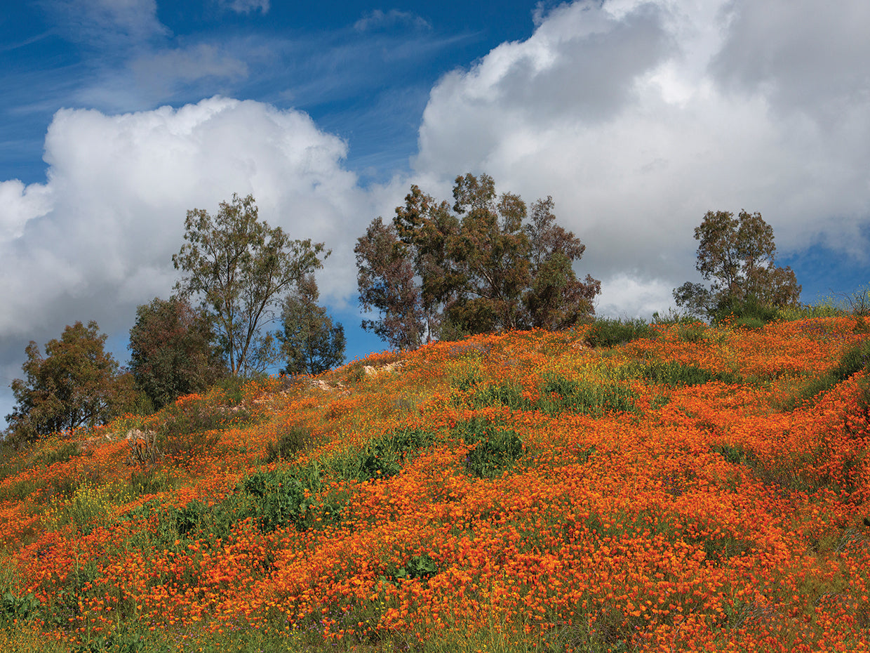 Poppies, Trees & Clouds