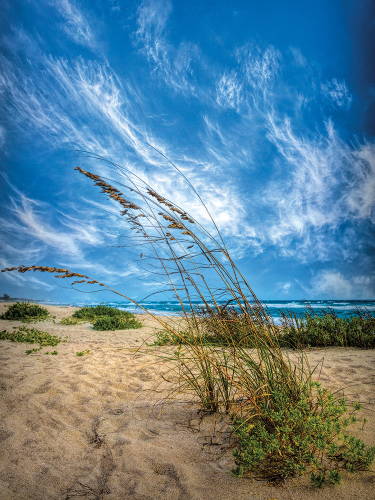 Waving in the Dune Wind II