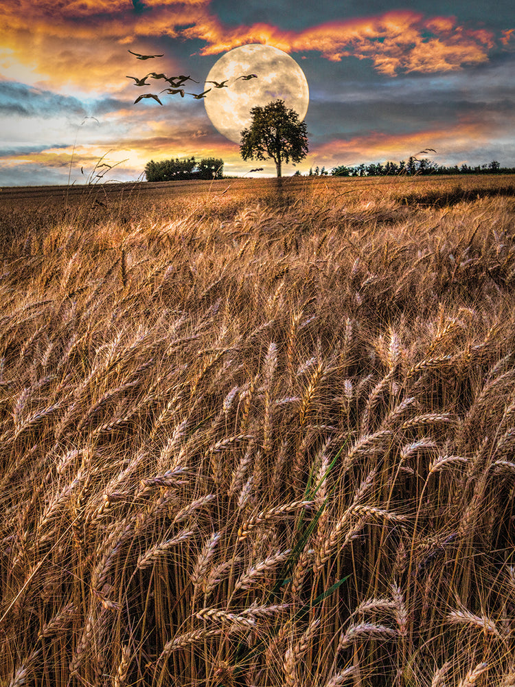 Fields in Early Evening II