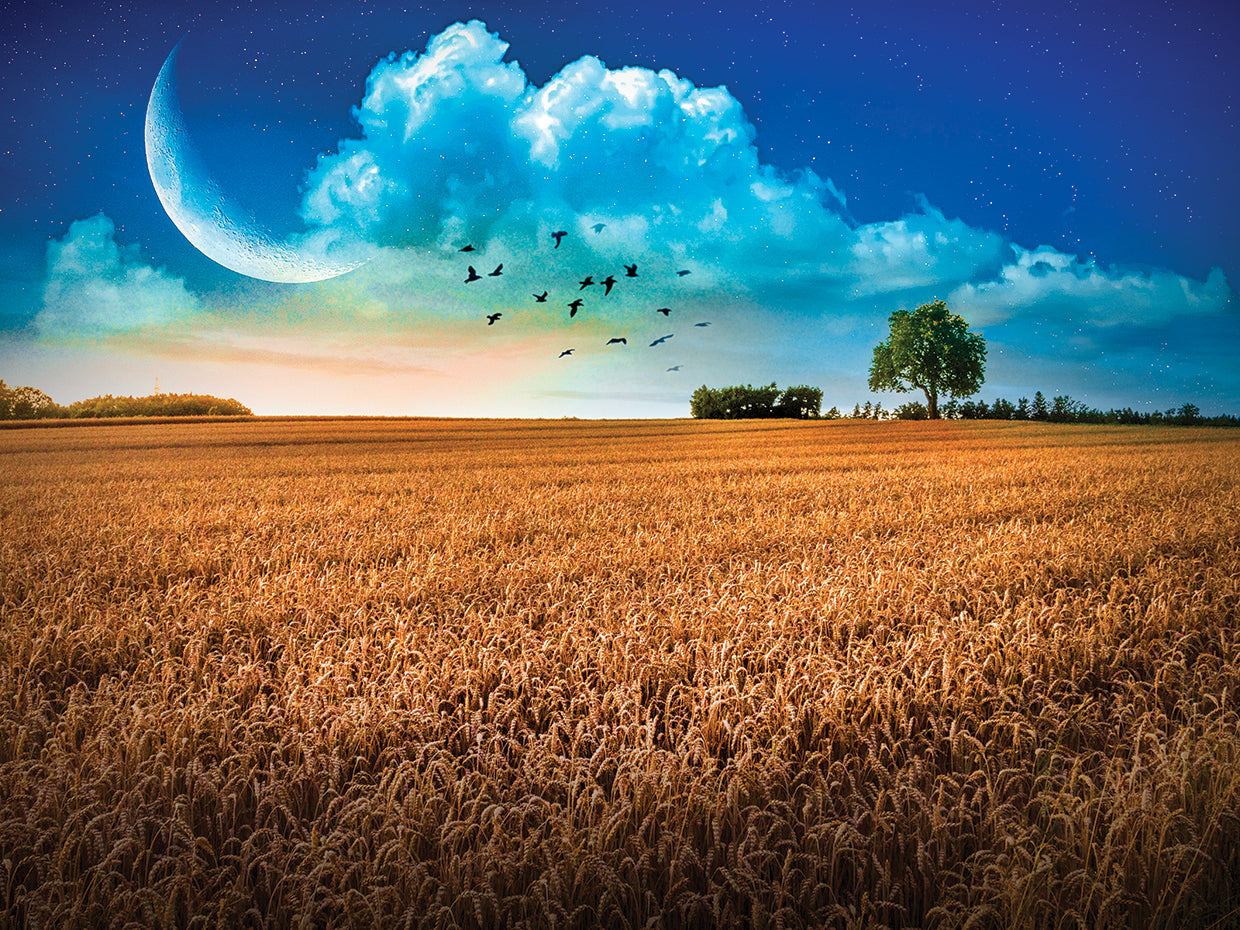 Fields in Early Evening Nightfall