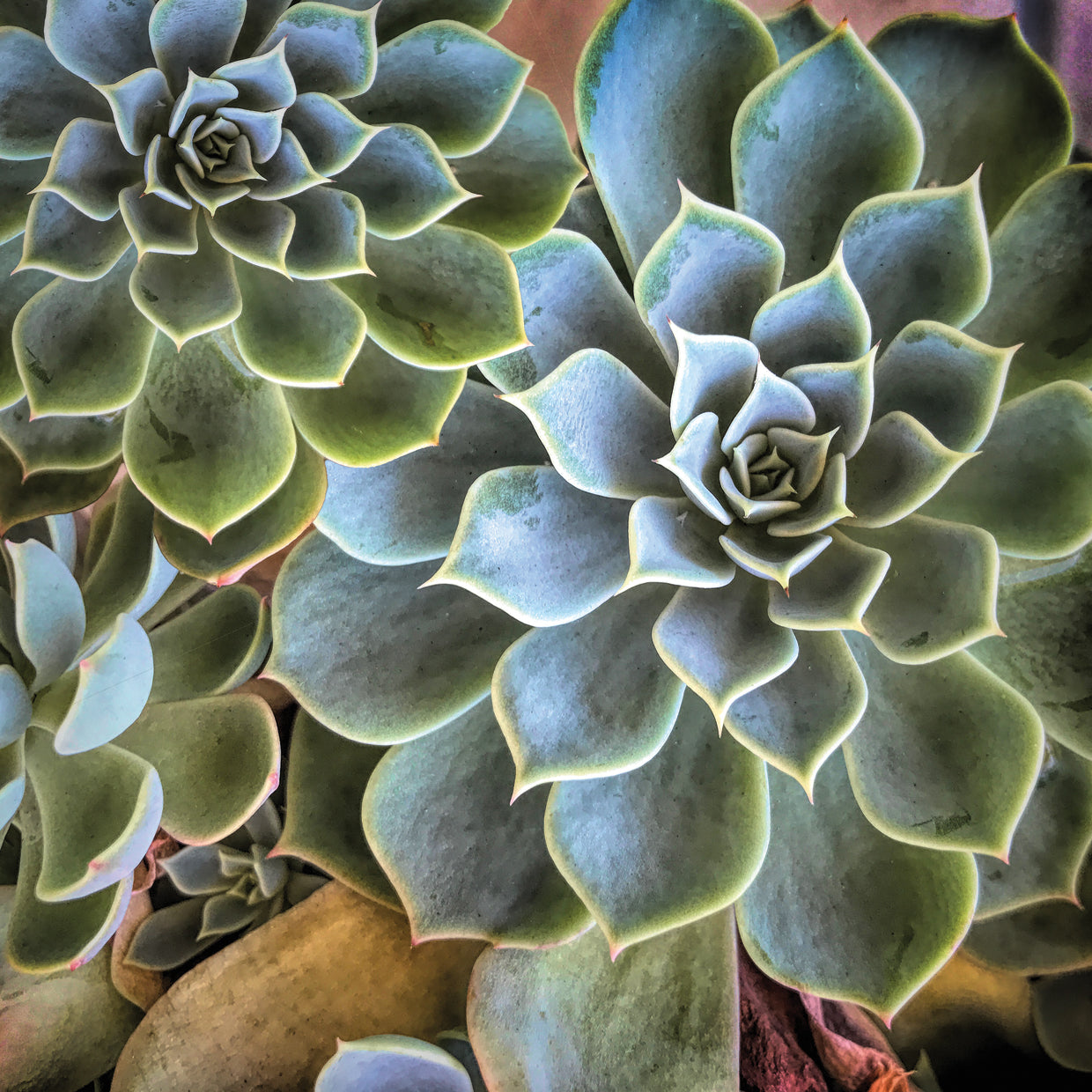 Garden Succulent Botanicals II