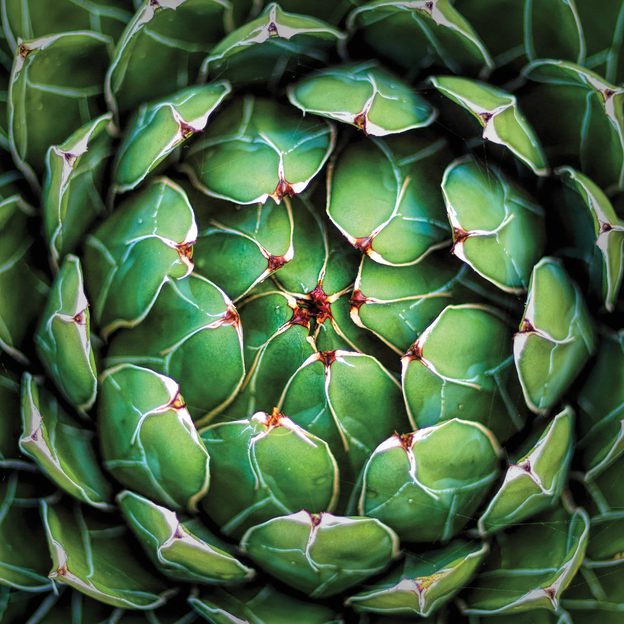 Garden Succulent Botanicals III