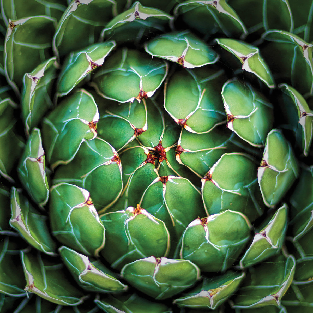 Garden Succulent Botanicals III