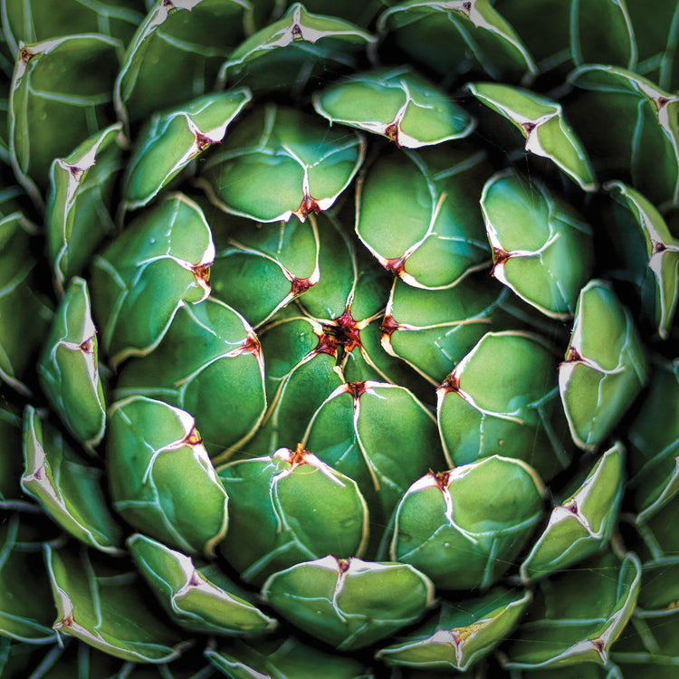 Garden Succulent Botanicals III