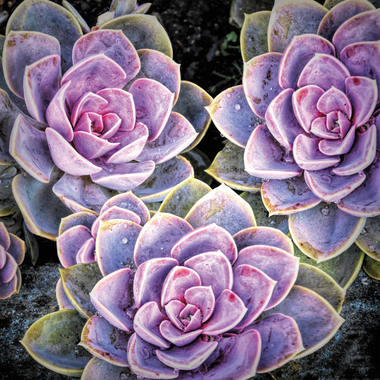 Garden Succulent Botanicals IV