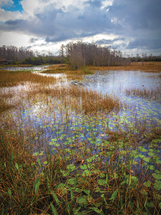 Lilypads in the Marsh Waters