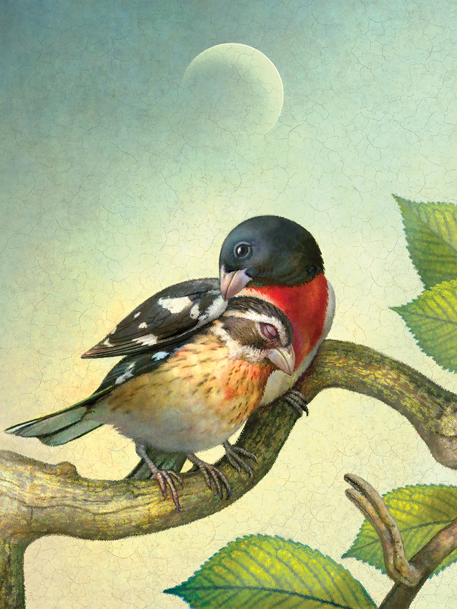 Three Of Air Grossbeaks