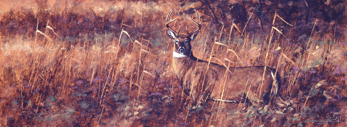 Whitetail Deer