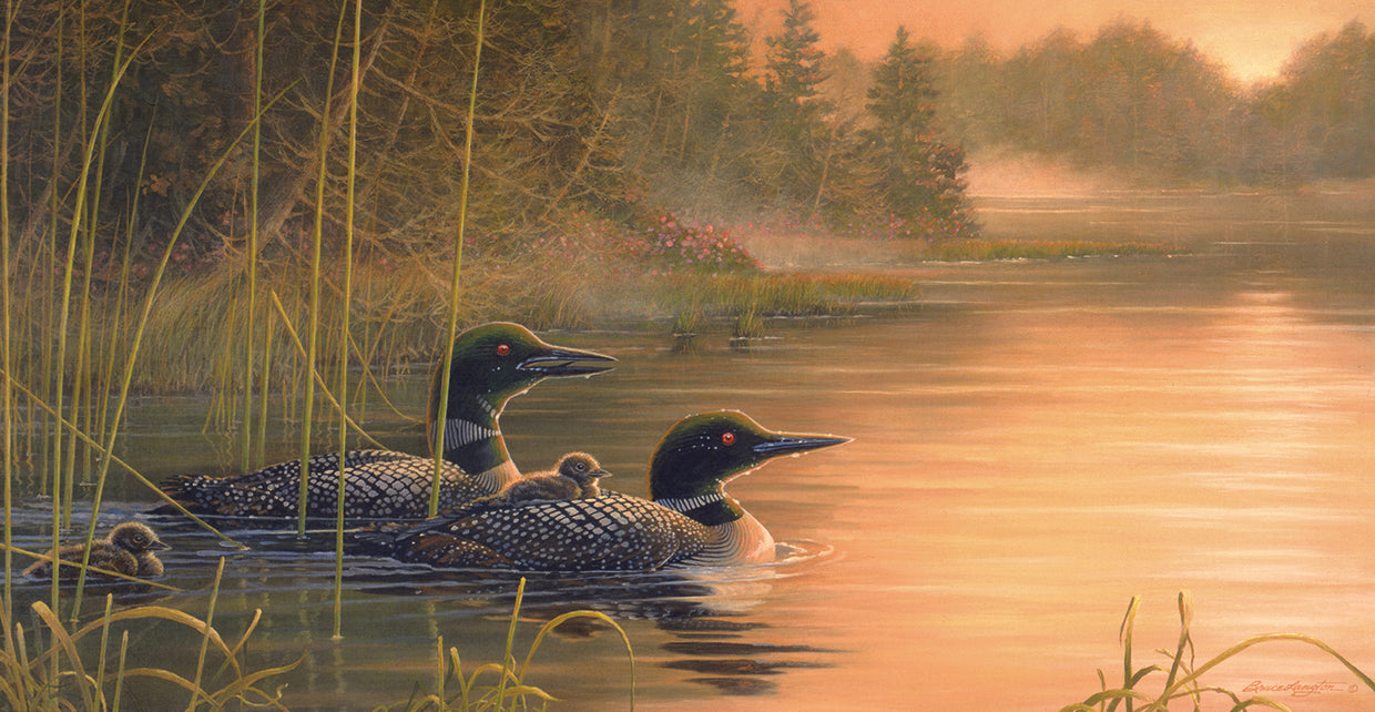 Common Loon Family