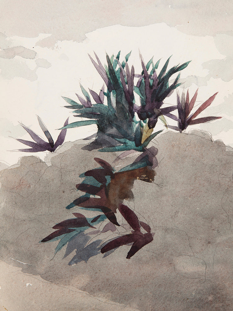 Hillside with Clumps of Maguey (1898-1899)