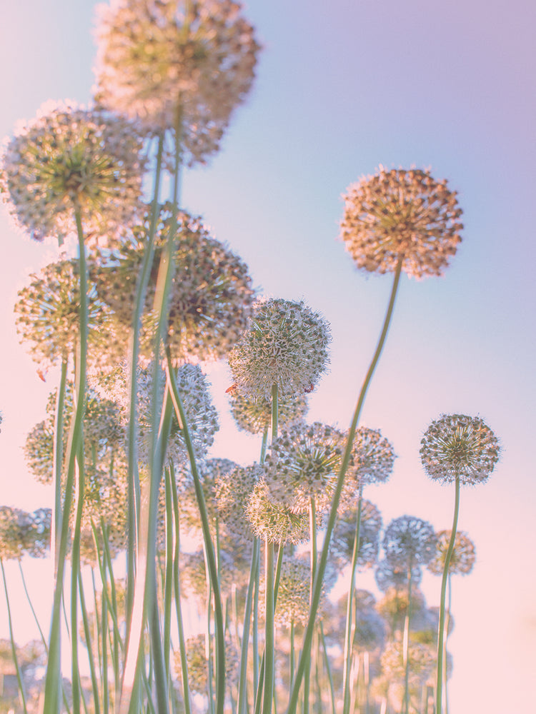 Towards the Sun (Dandelions)