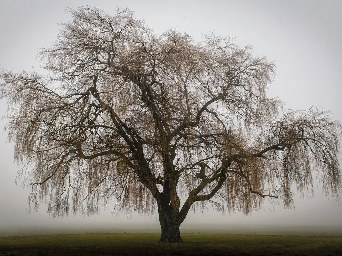 Tree Study Wall Art by Nancy Crowell | Fine Art Canvas