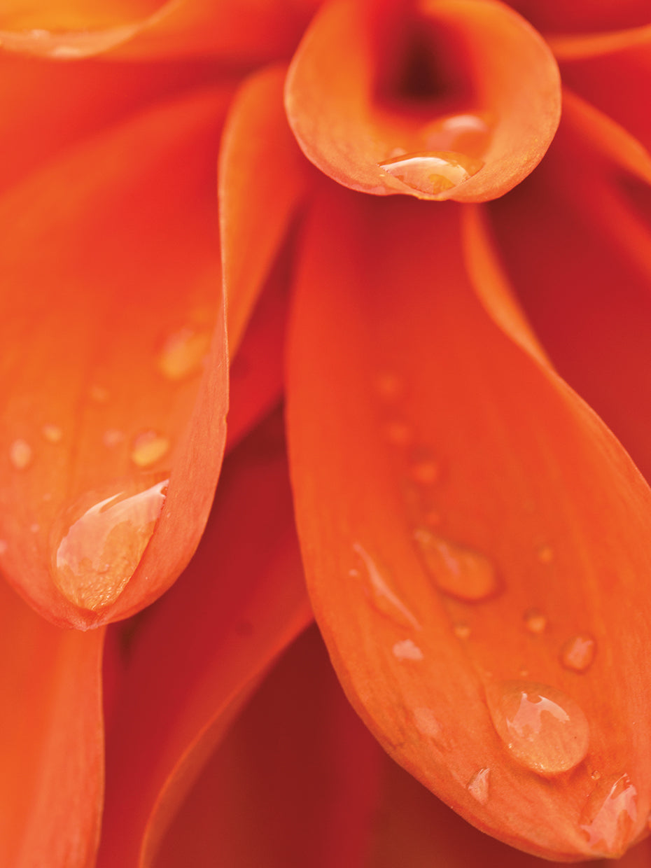 Natures Tears