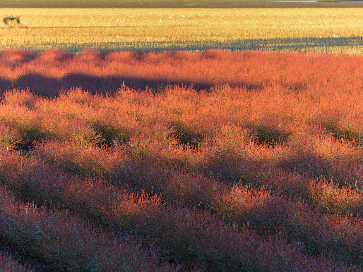 Rows of Nature