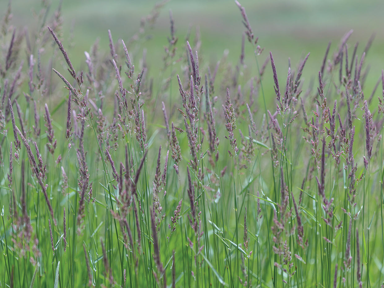 Rolling Fields