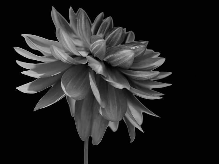 Nature's Perfection I B&W