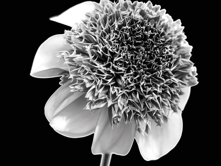 Nature's Perfection II B&W