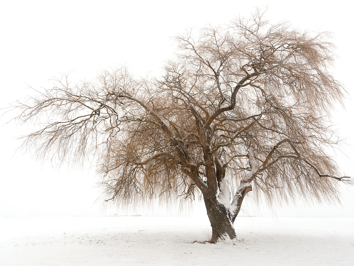Tree Study II